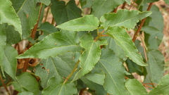 Cistus populifolius