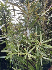 Myrsine salicina