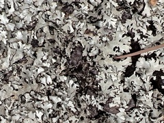 Xanthoparmelia cumberlandia