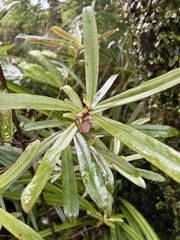 Myrsine salicina