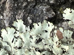 Xanthoparmelia cumberlandia