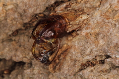 Eusphecia pimplaeformis