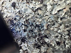 Xanthoparmelia cumberlandia