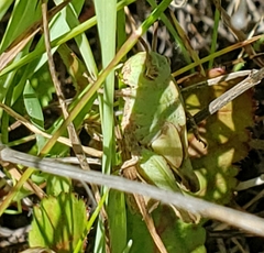Chimarocephala pacifica