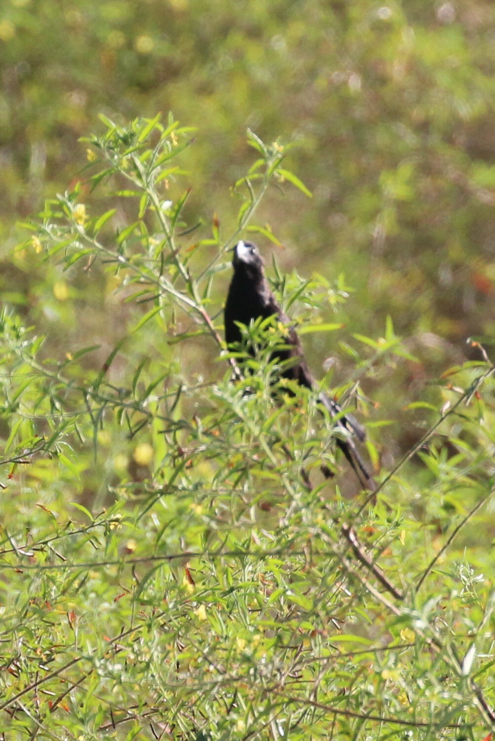 garrapatero pico liso, smooth-billed ani