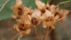 Cistus populifolius
