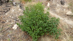 Cistus populifolius