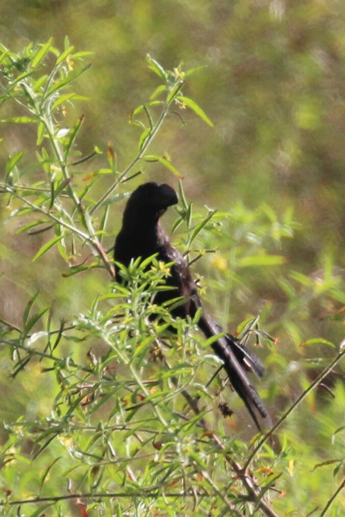 garrapatero pico liso, smooth-billed ani