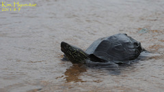 Mauremys reevesii