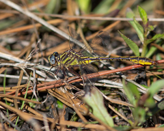 Phanogomphus minutus