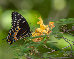 Rhododendron austrinum