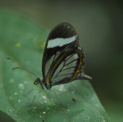 Dismorphia theucharila fortunata