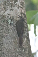 Glyphorynchus spirurus