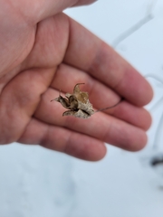 Aquilegia canadensis