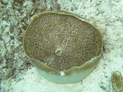 Amplexidiscus fenestrafer