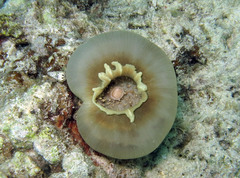 Amplexidiscus fenestrafer