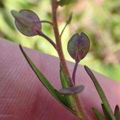 Lepidium nitidum