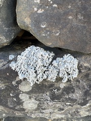 Stereocaulon saxatile