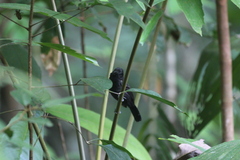Thamnophilus bridgesi