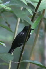 Thamnophilus bridgesi