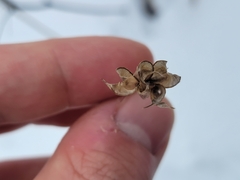 Aquilegia canadensis