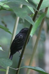 Thamnophilus bridgesi