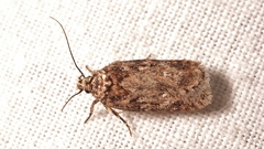 Depressaria beckmanni