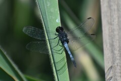 Erythrodiplax cleopatra