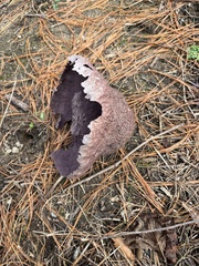 Calvatia cyathiformis