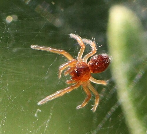 Allagelena gracilens