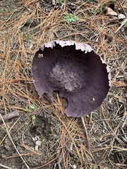 Calvatia cyathiformis