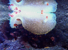 Acanthodoris nanaimoensis