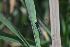 Erythrodiplax cleopatra