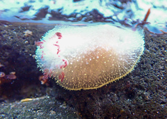 Acanthodoris nanaimoensis