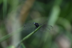 Erythrodiplax cleopatra