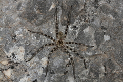 Eusparassus