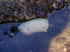 Acanthodoris nanaimoensis