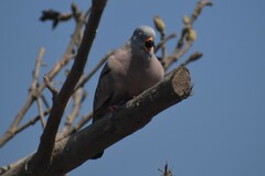 Columbina cruziana