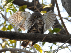Glaucidium capense