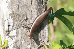 Marisora lineola