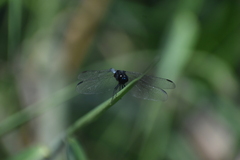 Erythrodiplax cleopatra