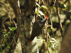 Chloropicus namaquus