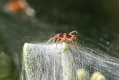 Allagelena gracilens