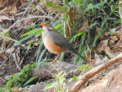 Turdus libonyana