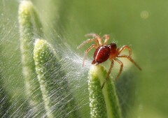 Allagelena gracilens