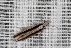 Leptozestis peroneta
