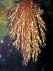 Chironephthya