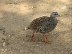 Pternistis natalensis