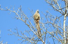 Colius striatus minor