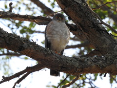Accipiter minullus